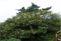 Ligustrum perrottetii